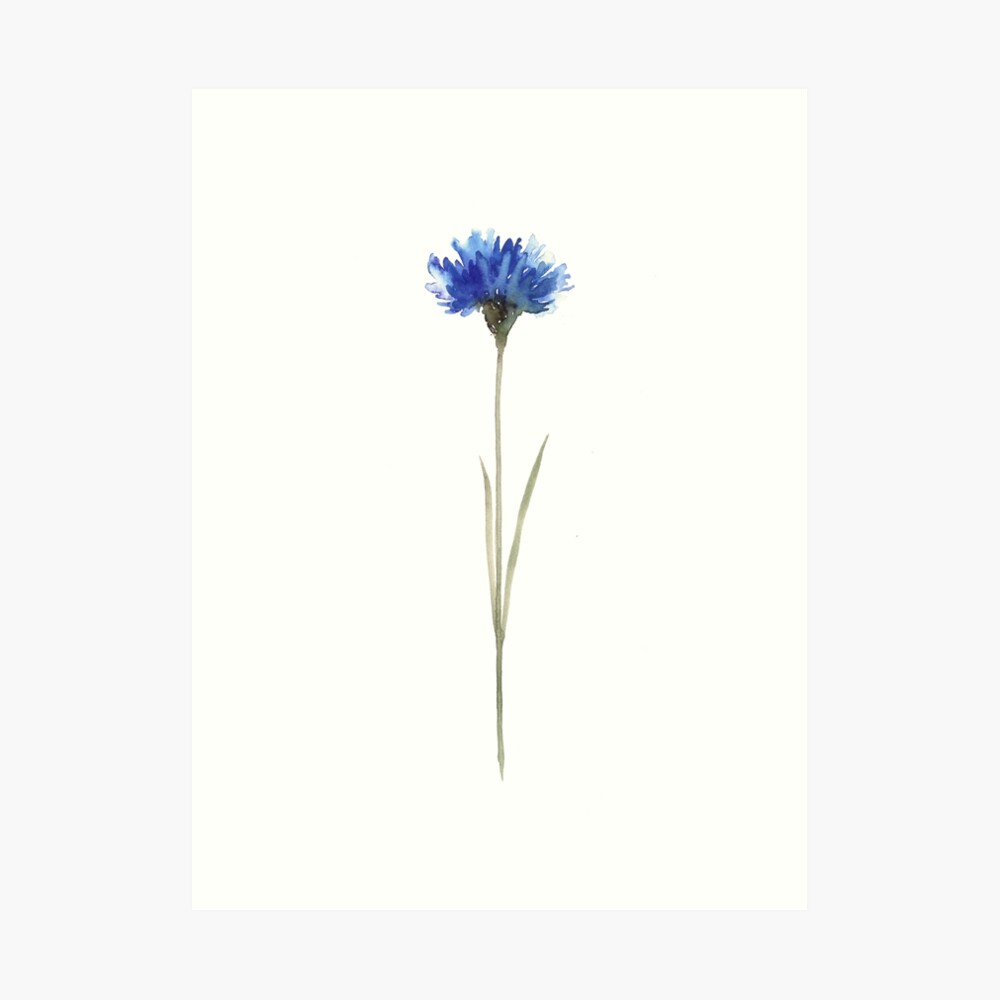 Cornflower Blue Botanical Illustration Watercolor Painting Drawing Poster |  Journal