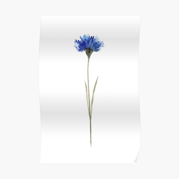 Cornflower Blue Botanical Illustration Watercolor Painting Drawing Poster Poster