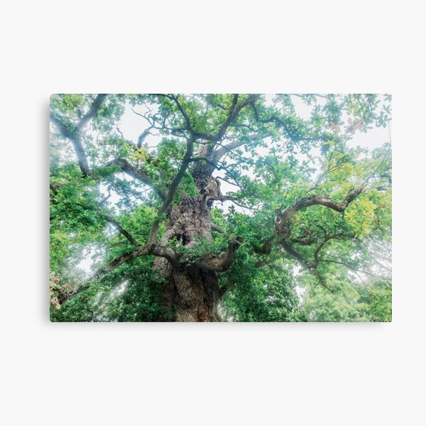 The Old Oak Metal Print