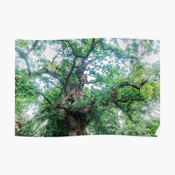 The Old Oak Poster