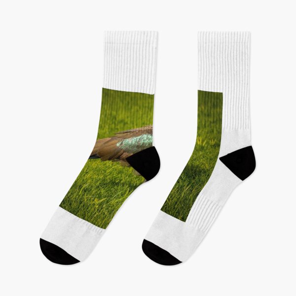 Item preview, Black Ibis in a park at the Canary islands, Spain designed and sold by Anita van Gendt.