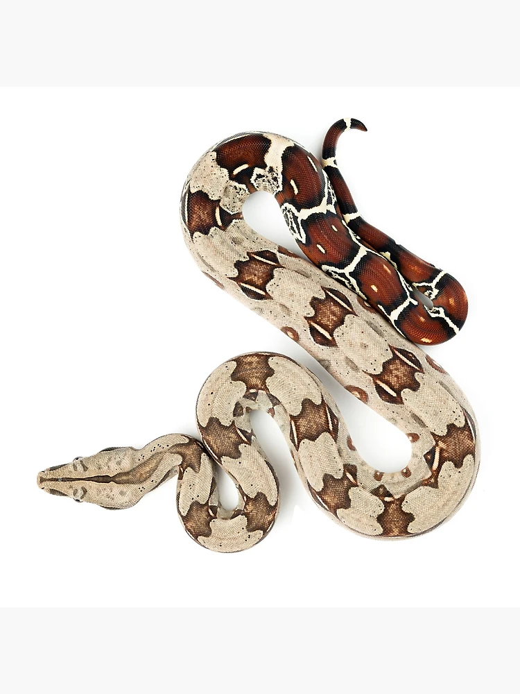 2,800+ Boa Constrictor Stock Photos, Pictures & Royalty-Free Images -  iStock  Boa constrictor white background, Red-tailed boa constrictor, Boa  constrictor tail