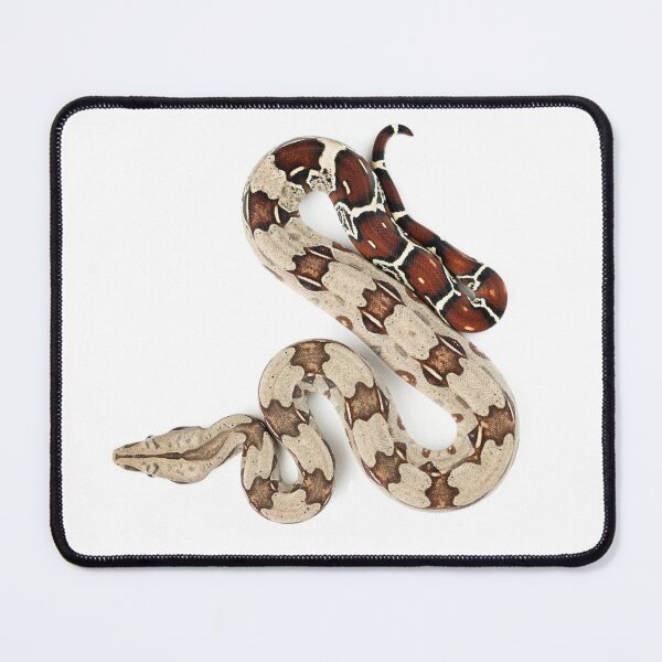 Item preview, Boa constrictor - red tail designed and sold by CM-Reptiler.