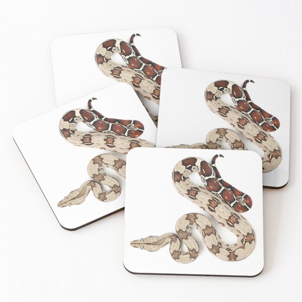 Item preview, Boa constrictor - red tail designed and sold by CM-Reptiler.