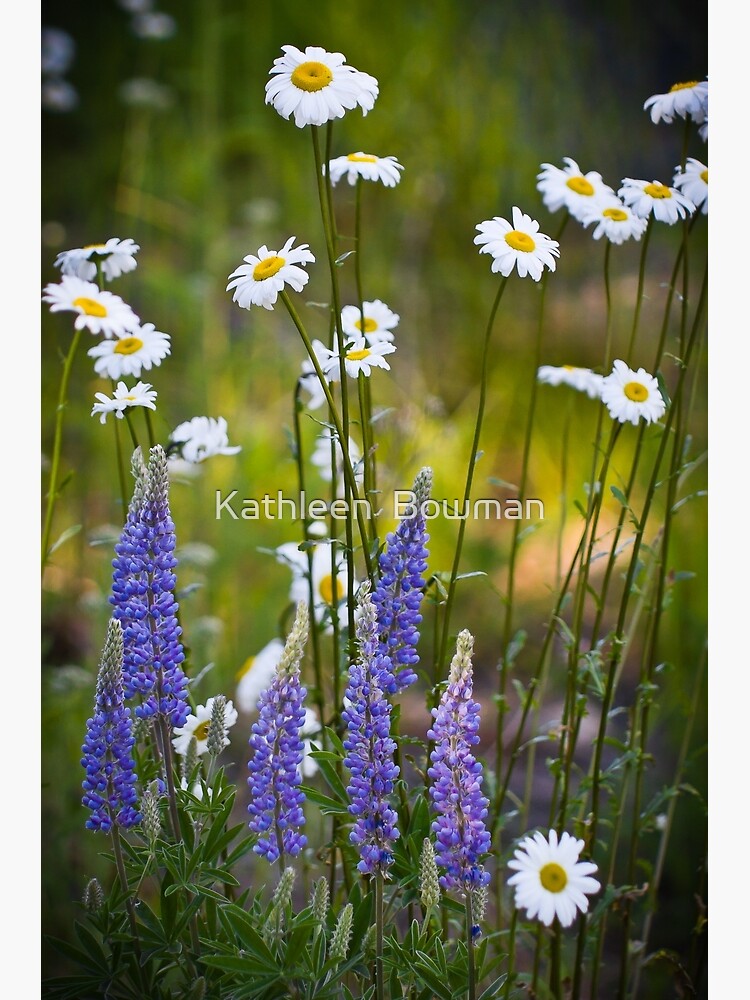 Idaho Wildflowers by KathleenBowman