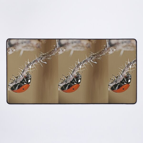 Item preview, the Star : coccinelle-ladybug by Olao-Olavia / Okaio Créations 2015 by fz 1000  400.000 photos  framings different picture on request on each support designed and sold by o.okaïo.