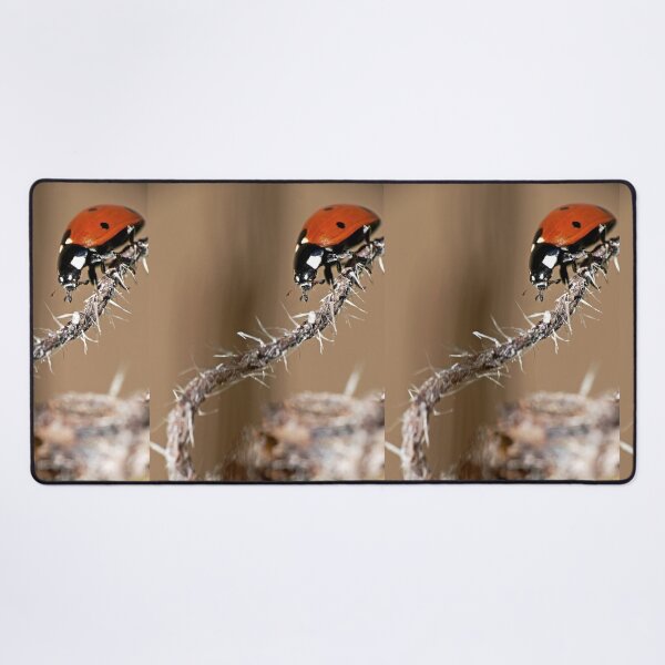 Item preview, the Star : (2) coccinelle-ladybug by Olao-Olavia / Okaio Créations 2015 by fz 1000 400.000 photos framings different picture on request on each support designed and sold by o.okaïo.