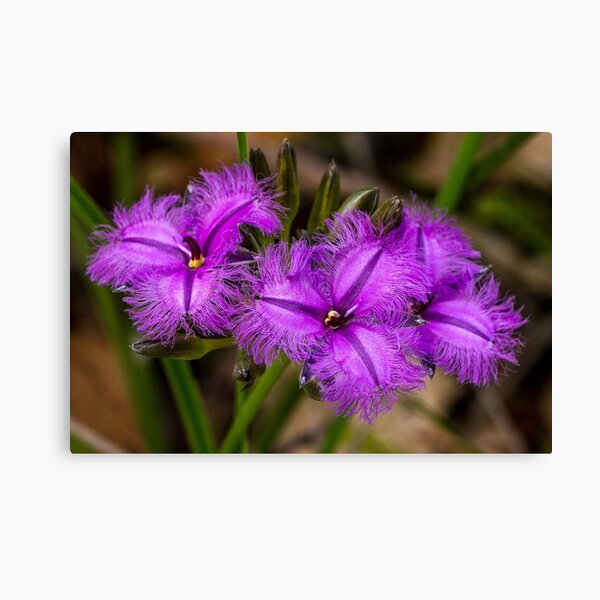 Item preview, Triple Fringe Lily flower near Pemberton Western Australia designed and sold by Images by Chris de Blank.