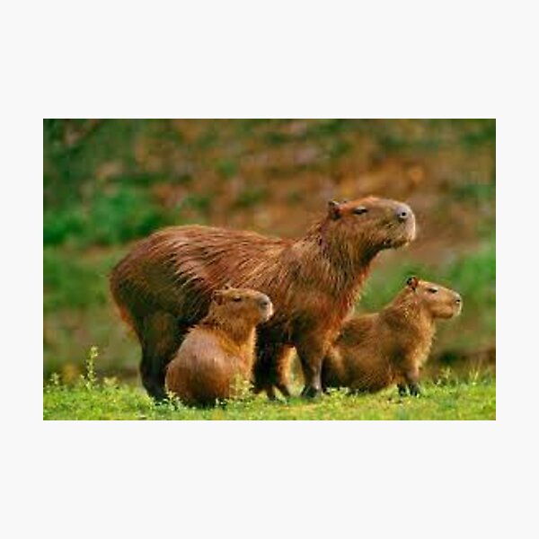 Capybara Art Print  Capivara, Capivara desenho, Fotos de capivara