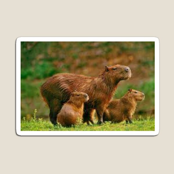 Excellent drawing of a Capybara!  Capivara, Capivaras, História natural