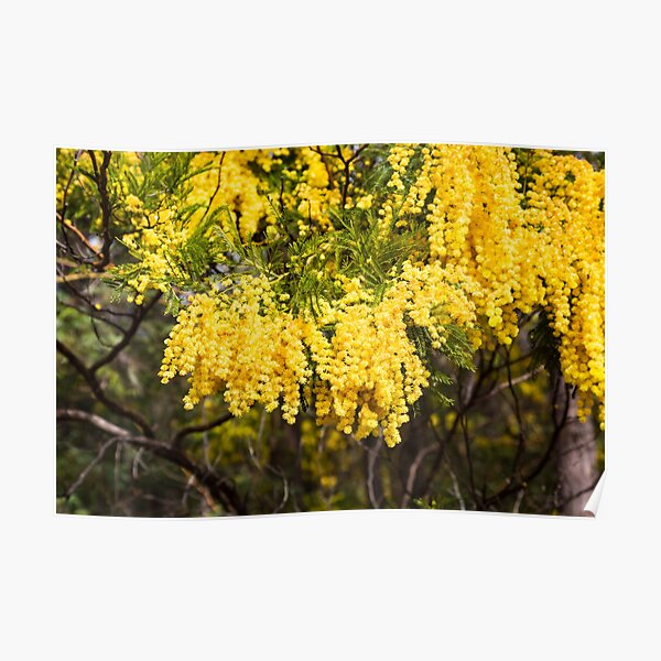 Close up winter flowering yellow wattle Poster