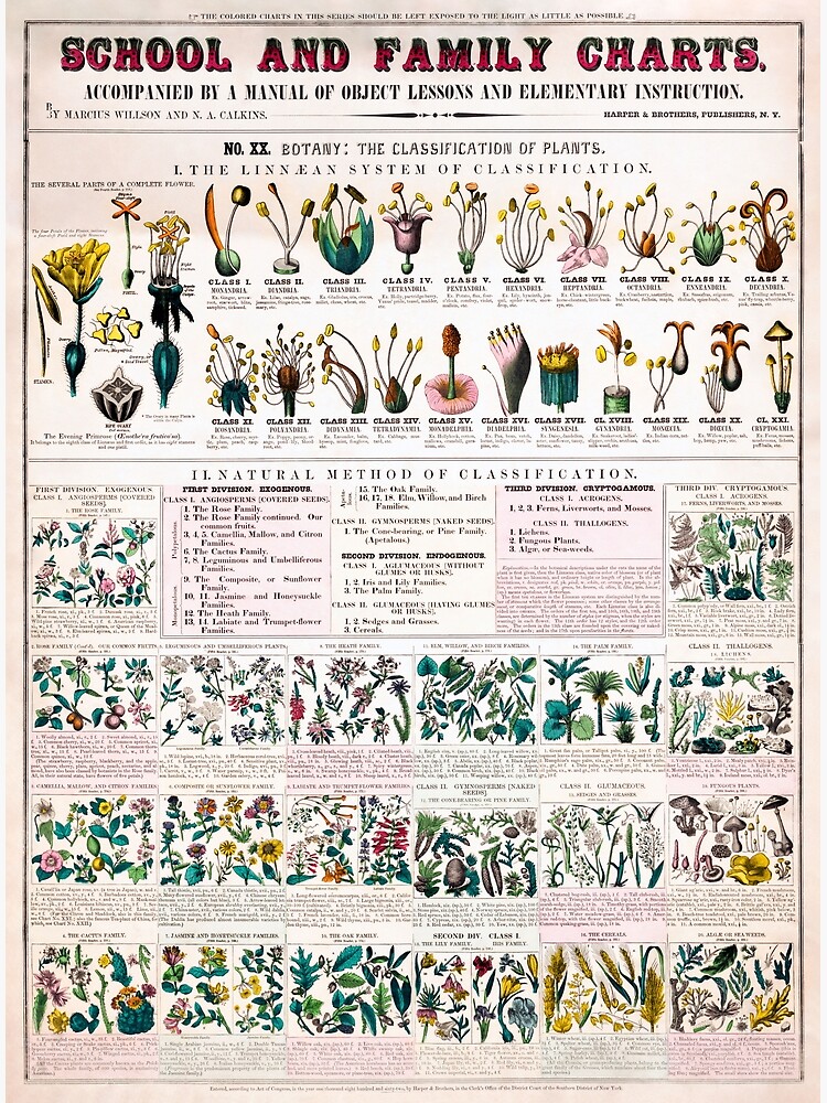 Póster Cartel De Plantas De Flores Botánicas Vintage Póster Las