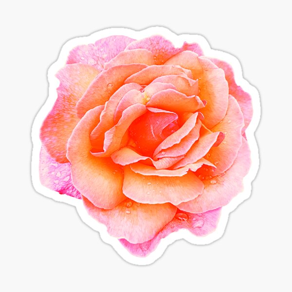 Item preview, Stunning orange and pink speckled rose covered in raindrops designed and sold by Steph-draws.