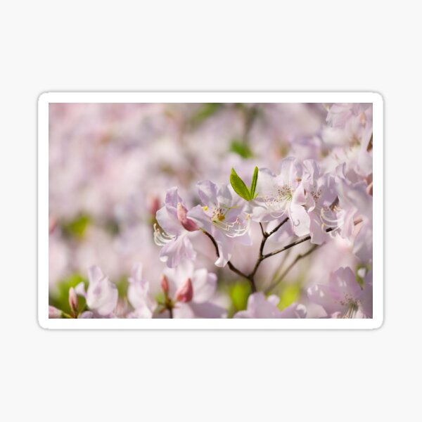 Item preview, Stem of pink Rhododendron called Azalea flowers  designed and sold by Arletta Cwalina.