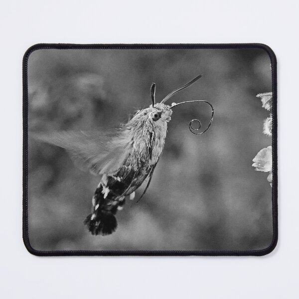 Item preview, New Finition r1624/  THE BEST Black & White beautiful THE SPHINX (butterfly) 5 (n&b)(t) by Olao-Olavia / Okaio Créations  by fz 1000 360.000 photos designed and sold by o.okaïo.