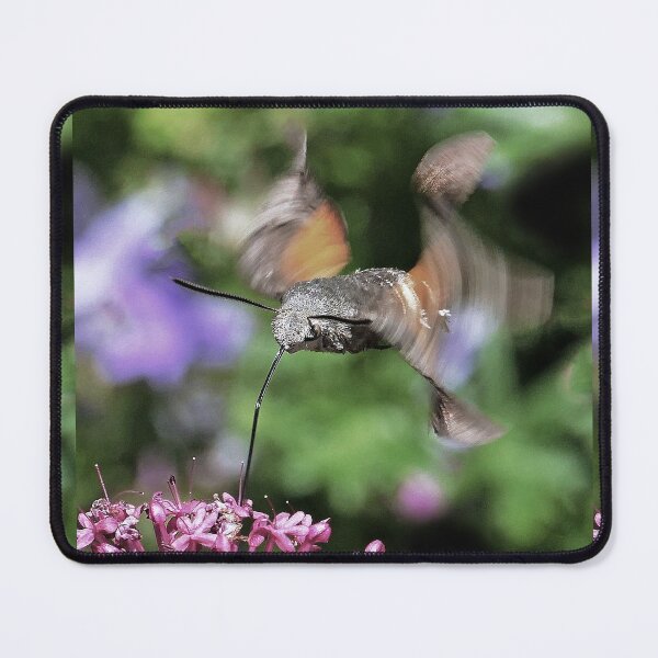 Item preview, New Finition r1625/ THE BEST Beautiful Photos THE SPHINX (butterfly) 25 (c)(h) by Olao-Olavia / Okaio Créations by fz 1000 360.000 photos designed and sold by o.okaïo.