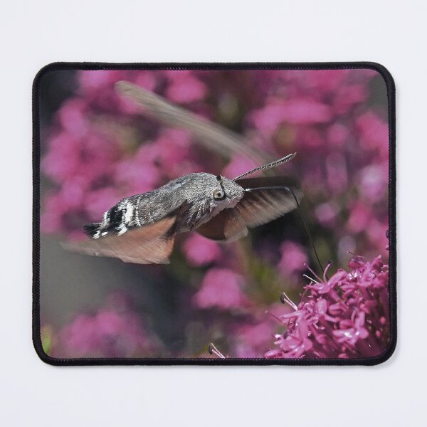 Item preview, New Finition 2020 r 1626/ THE BEST Beautiful Photos THE SPHINX (butterfly) 26 (c)(h) by Olao-Olavia / Okaio Créations by fz 1000 360.000 photos designed and sold by o.okaïo.