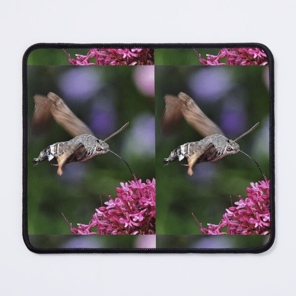 Item preview, New Finition r1619/  THE BEST Beautiful Photos THE SPHINX (butterfly) 24 (c)(h) by Olao-Olavia / Okaio Créations  by fz 1000 360.000 photos designed and sold by o.okaïo.