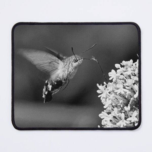 Item preview, New Finition r1620/  THE BEST " Black & White " Beautiful THE SPHINX (butterfly) 1 (n&b)(t) by Olao-Olavia / Okaio Créations  by fz 1000 360.000 photos designed and sold by o.okaïo.