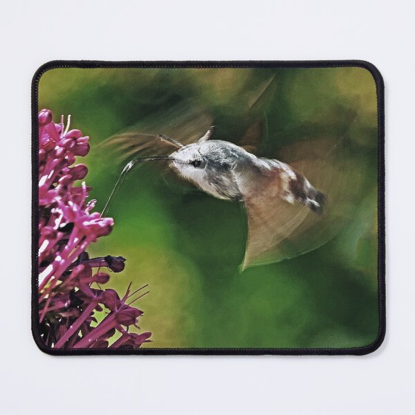 Item preview, New Finition r1615/  THE BEST Beautiful Photos THE SPHINX (butterfly) 20 (c)(t) by Olao-Olavia / Okaio Créations  by fz 1000 360.000 photos designed and sold by o.okaïo.