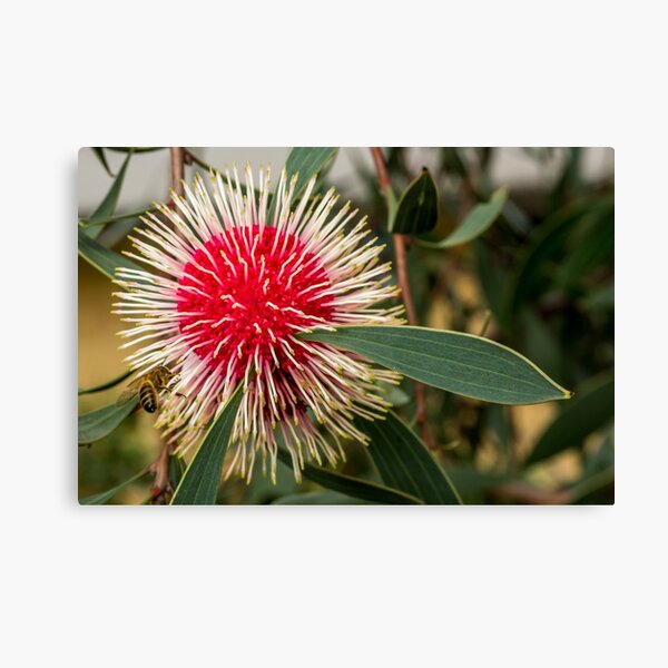 Item preview, Single Hakea Laurina flower with bee designed and sold by Images by Chris de Blank.
