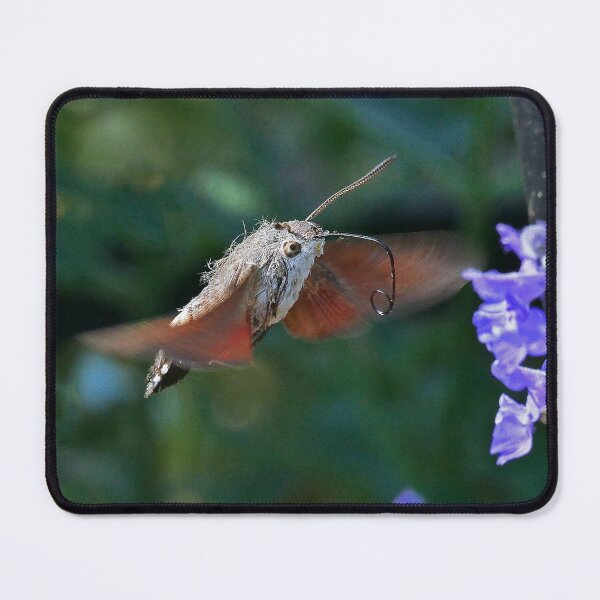 Item preview, New Finition  r1587/  Most Beautiful Photos THE SPHINX (butterfly) Never seen here 14 (c)(t) by Olao-Olavia / Okaio Créations  by fz 1000 350.000 photos designed and sold by o.okaïo.