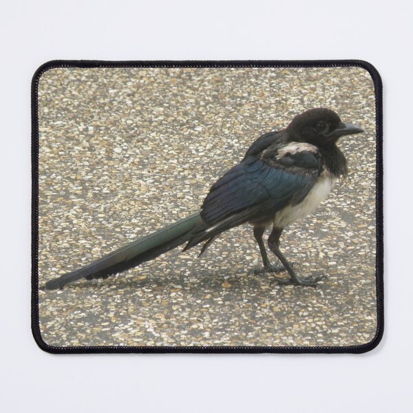 Item preview, Cute Tatty Magpie Photograph designed and sold by naturegallery.