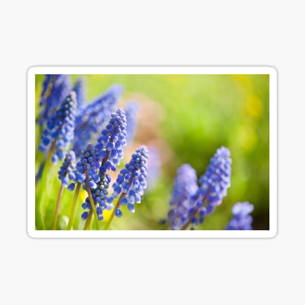Item preview, Blue Muscari Mill flowers close-up in the spring  designed and sold by Arletta Cwalina.