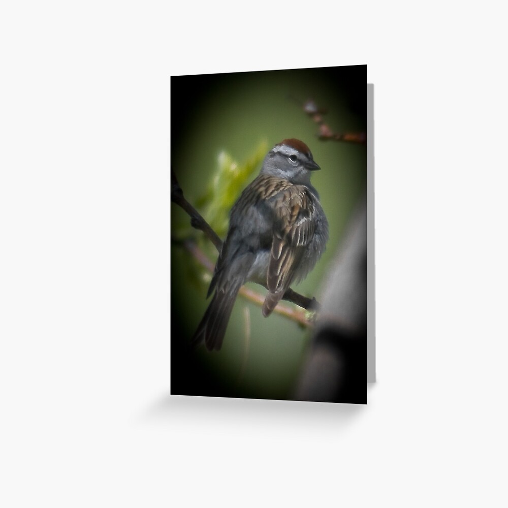 Young Chipping Sparrow Greeting Card
