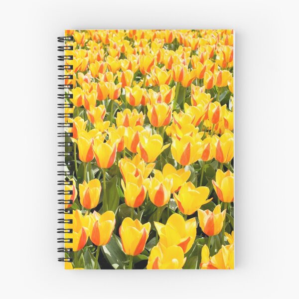 Item preview, yellow and red Stresa tulips abloom  designed and sold by Arletta Cwalina.