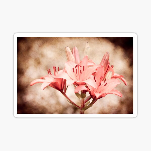 Item preview, Flowering Lilium plant sepia toned image  designed and sold by Arletta Cwalina.