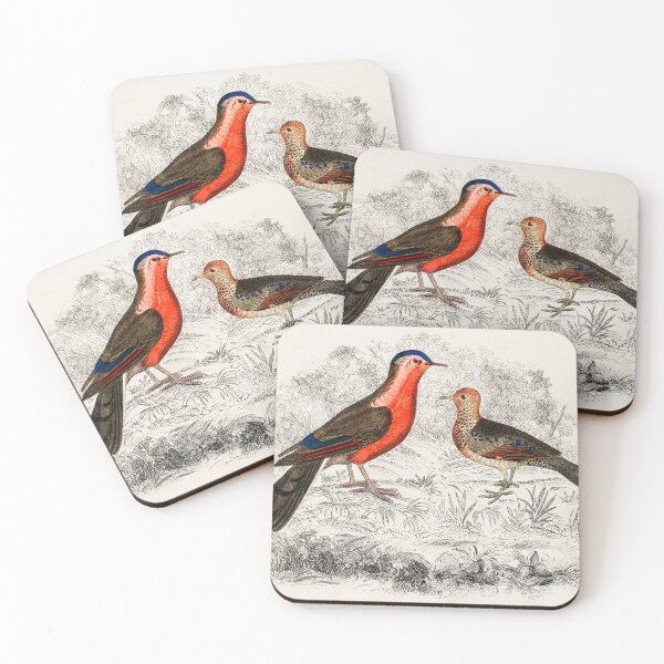 Item preview, Hand drawn sketch of birds by Oliver Goldsmith designed and sold by Nikiolilalala.