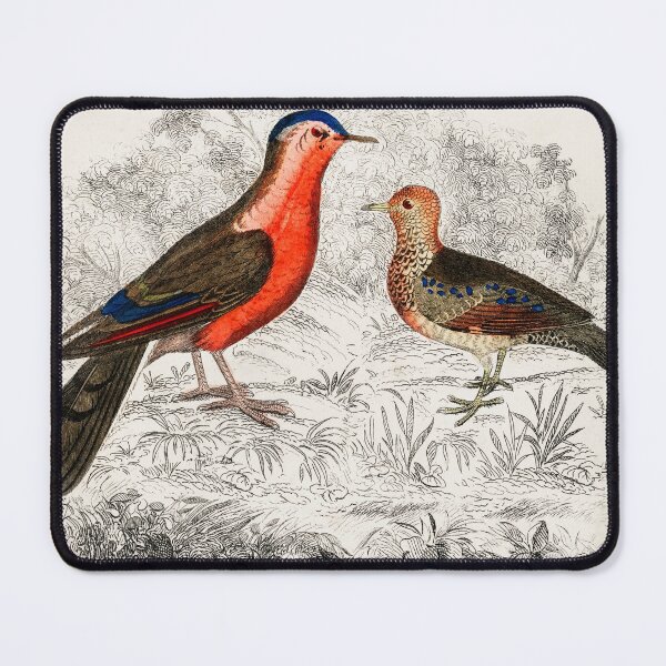 Item preview, Hand drawn sketch of birds by Oliver Goldsmith designed and sold by Nikiolilalala.