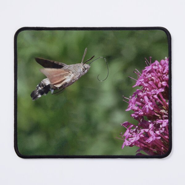 Item preview, New Finition  r1577/  New Finition  r1577/  Most Beautiful Photos THE SPHINX (butterfly) Never seen here 4 (c)(t) by Olao-Olavia / Okaio Créations  by fz 1000 350.000 photos designed and sold by o.okaïo.