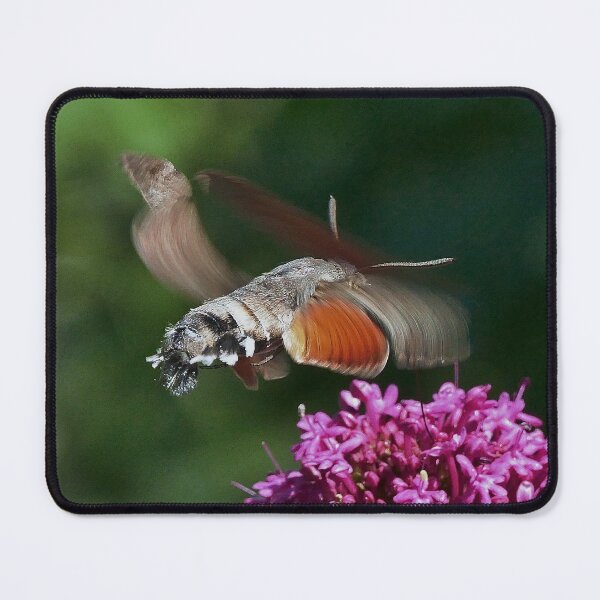 Item preview, New finition r1574/ Most Beautiful Photos THE SPHINX (butterfly) Never seen here 1 (c)(t) by Olao-Olavia / Okaio Créations  by fz 1000 350.000 photos designed and sold by o.okaïo.