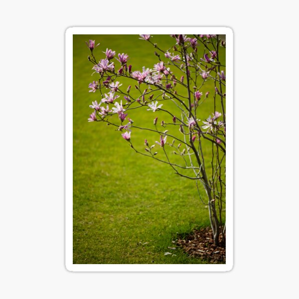 Item preview, Vibrant pink Magnolia blossoms  designed and sold by Arletta Cwalina.
