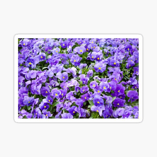 Item preview, pansy flowers blooming  designed and sold by Arletta Cwalina.