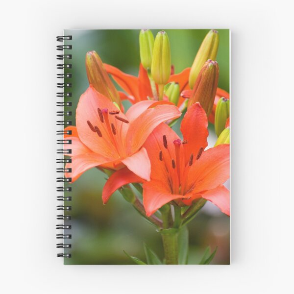 Item preview, Blooming orange lily flowers and buds  designed and sold by Arletta Cwalina.