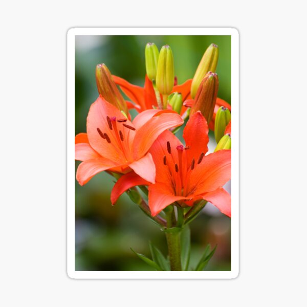 Item preview, Blooming orange lily flowers and buds  designed and sold by Arletta Cwalina.