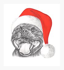 Staffie Smile Christmas - Staffordshire Bull Terrier Photographic Print