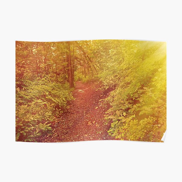 Forest Sunrays Poster