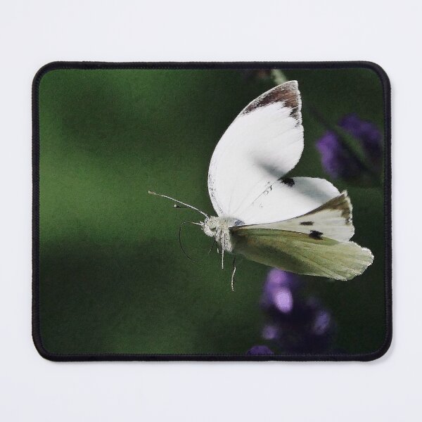 Item preview, New Finition 2020 r1568/  The Star : unusual flight of a butterfly 5 (c)(h) by Olao-Olavia / Okaio Créations designed and sold by o.okaïo.