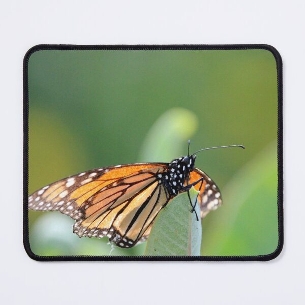 Item preview, Monarch Eating designed and sold by Susie Kramer.