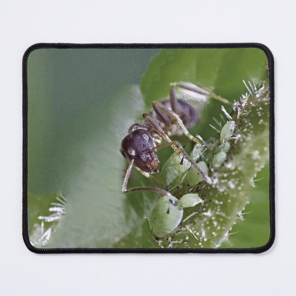 Item preview, New Finition 2020 r1533/  ants- fourmis 1  (c) (t) by Olao-Olavia / Okaio Créations  by fz 1000 2015 designed and sold by o.okaïo.