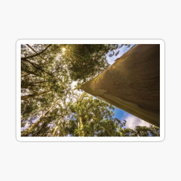 Landscape Color Sticker