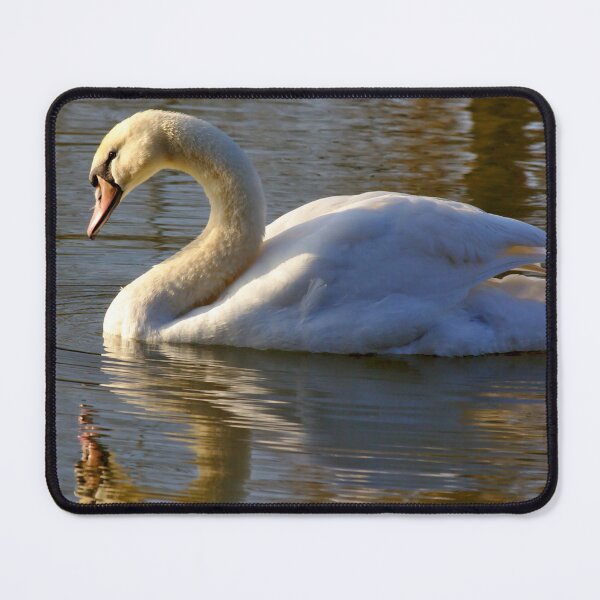 Item preview, Swan in the Morning Light designed and sold by Jeremy Hayden.