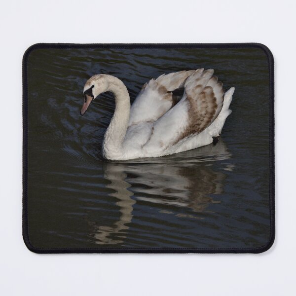 Item preview, Young Mute Swan designed and sold by Jeremy Hayden.
