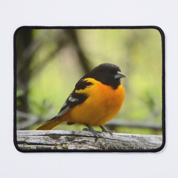Artikelvorschau, Baltimore Oriole entworfen und verkauft von shotsfromthehip.