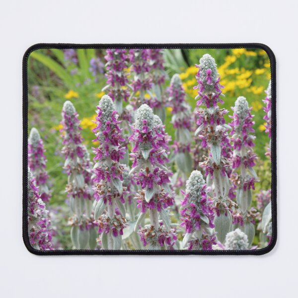 Item preview, Lambs Ear Blooming in the Garden designed and sold by Susie Kramer.