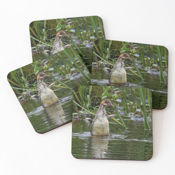 Item preview, Growing up. Common merganser designed and sold by Jouko Lehto Photography.